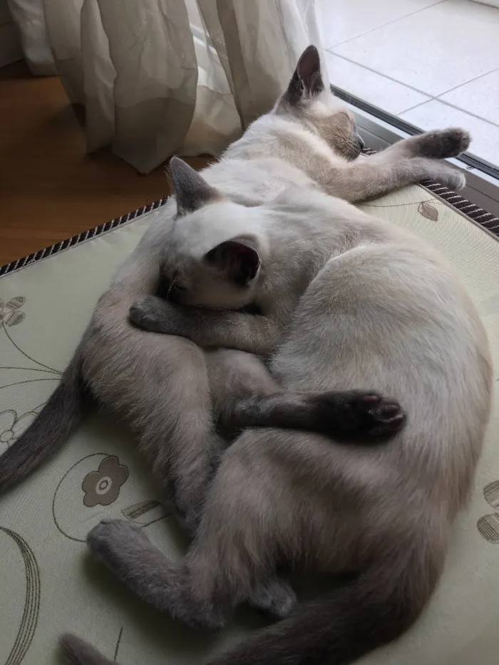 Gato ra a Siameses  idade 2 a 6 meses nome Luke e Leia
