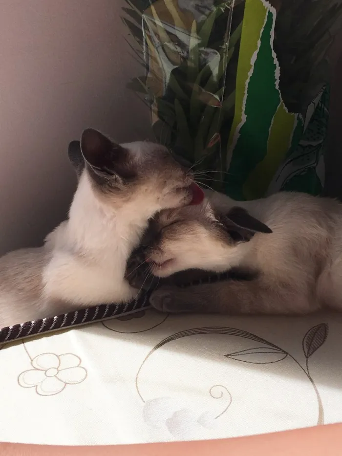 Gato ra a Siameses  idade 2 a 6 meses nome Luke e Leia