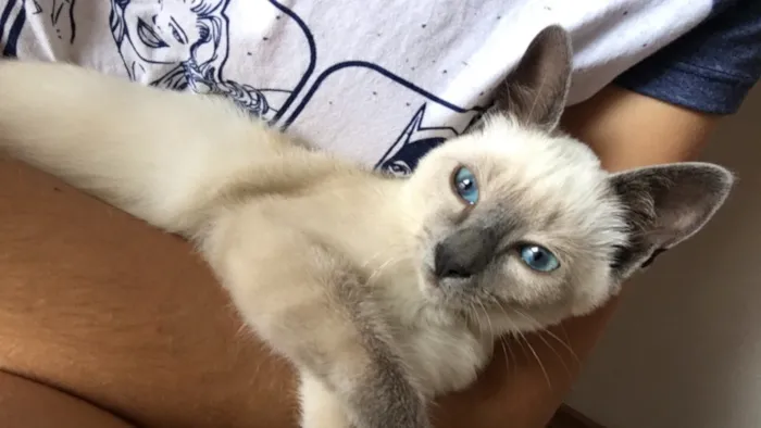 Gato ra a Siameses  idade 2 a 6 meses nome Luke e Leia