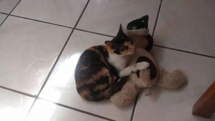 Gato ra a  idade 7 a 11 meses nome Verônica