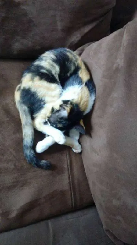 Gato ra a  idade 7 a 11 meses nome Verônica