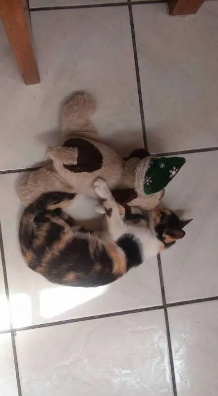 Gato ra a  idade 7 a 11 meses nome Verônica