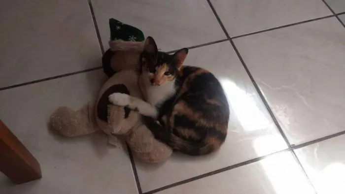Gato ra a  idade 7 a 11 meses nome Verônica
