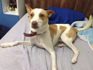 Cachorro raça SRD idade 2 anos nome Loki