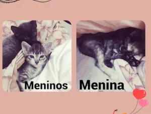 Gato raça SRD idade Abaixo de 2 meses nome Gatos