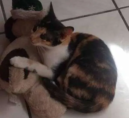 Gato ra a  idade 7 a 11 meses nome Verônica