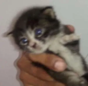 Gato raça Srd idade 2 a 6 meses nome Sem nome
