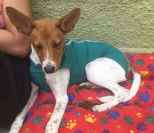 Cachorro raça SRD idade 7 a 11 meses nome Linda