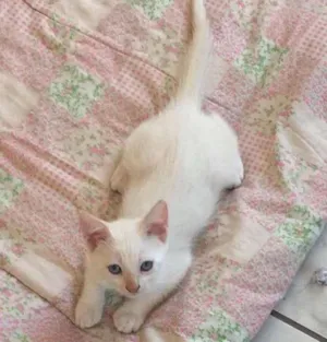Gato raça  idade 2 a 6 meses nome Tofu e Granola
