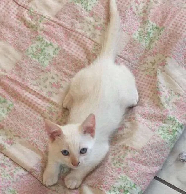 Gato ra a  idade 2 a 6 meses nome Tofu e Granola