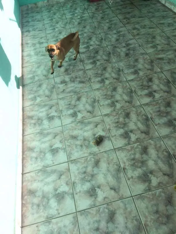 Cachorro ra a indefinida  idade 3 anos nome Sem nome