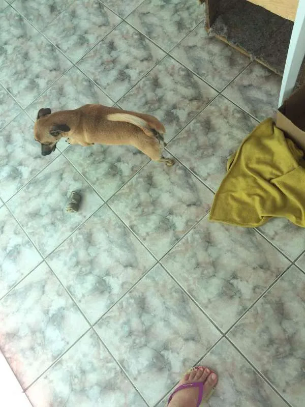 Cachorro ra a indefinida  idade 3 anos nome Sem nome