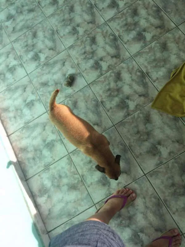 Cachorro ra a indefinida  idade 3 anos nome Sem nome