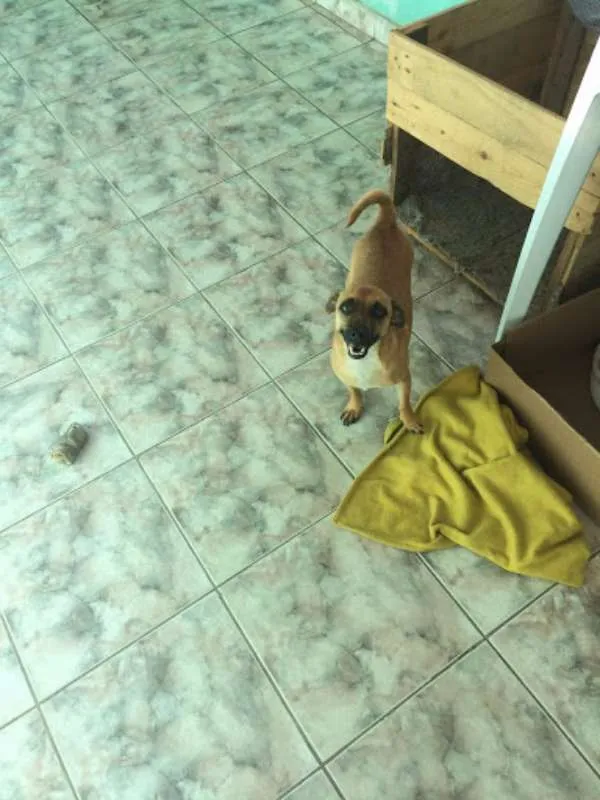 Cachorro ra a indefinida  idade 3 anos nome Sem nome