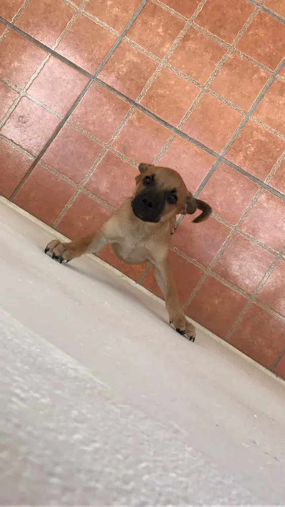 Cachorro ra a Vira lata idade 2 a 6 meses nome Truco