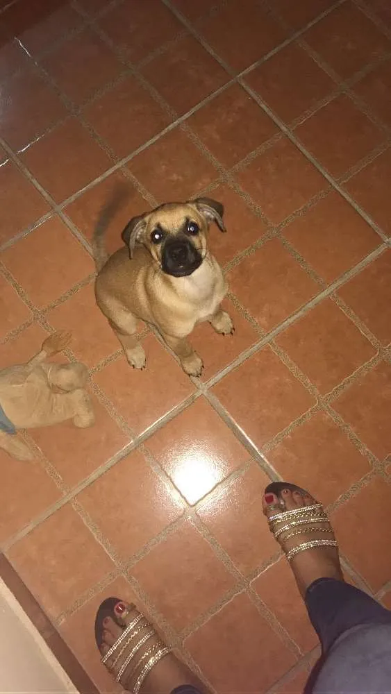 Cachorro ra a Vira lata idade 2 a 6 meses nome Truco