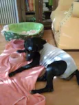 Pretinha
