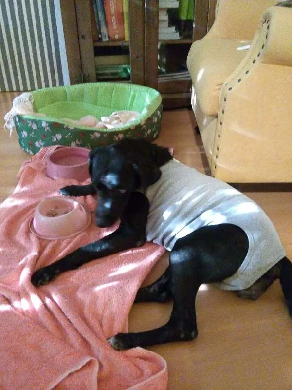 Cachorro ra a Labralata idade 2 anos nome Pretinha