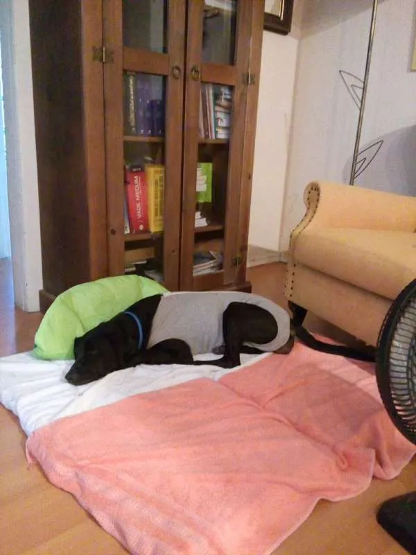 Cachorro ra a Labralata idade 2 anos nome Pretinha