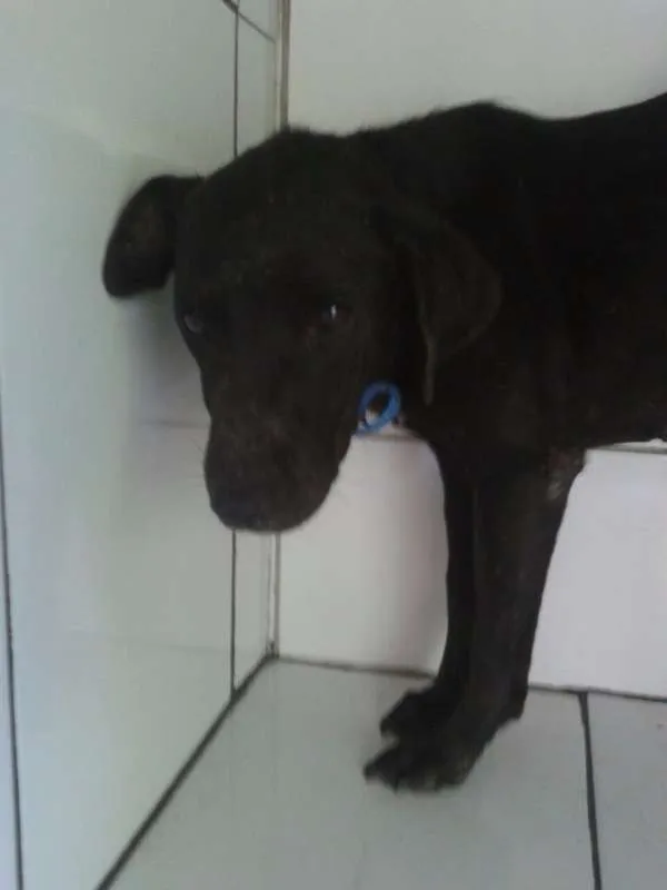 Cachorro ra a Labralata idade 2 anos nome Pretinha