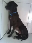 Pretinha
