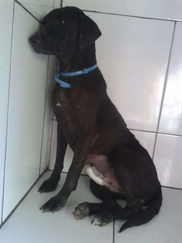Cachorro ra a Labralata idade 2 anos nome Pretinha