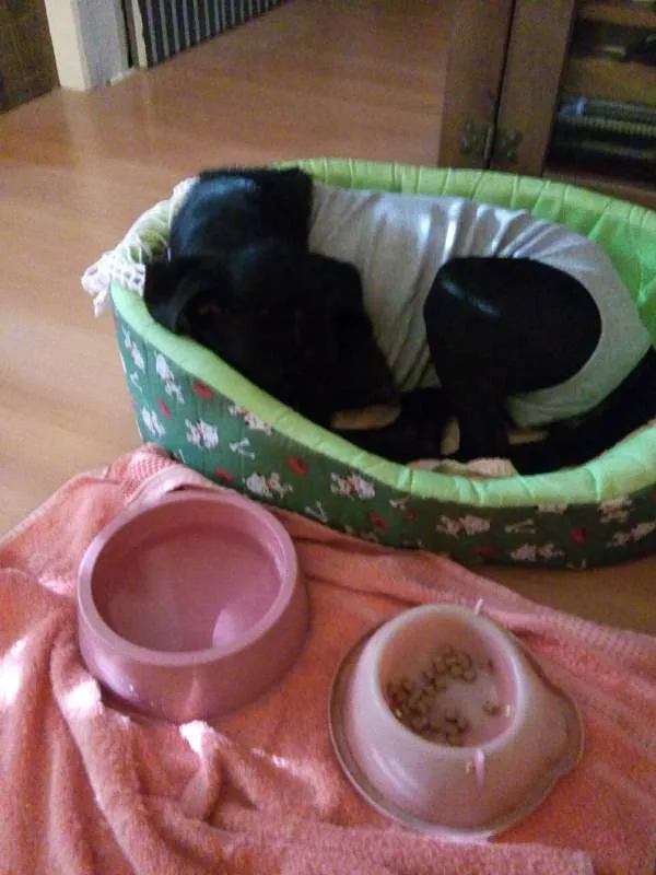 Cachorro ra a Labralata idade 2 anos nome Pretinha