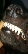 Pretinha