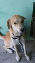 Amarelo