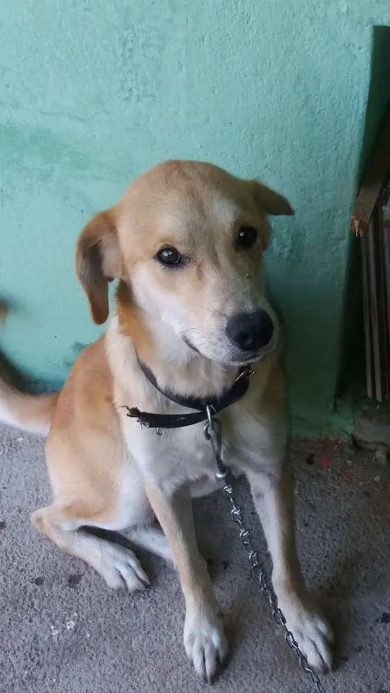 Cachorro ra a Sem raça definida idade 7 a 11 meses nome Amarelo