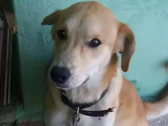 Cachorro ra a Sem raça definida idade 7 a 11 meses nome Amarelo