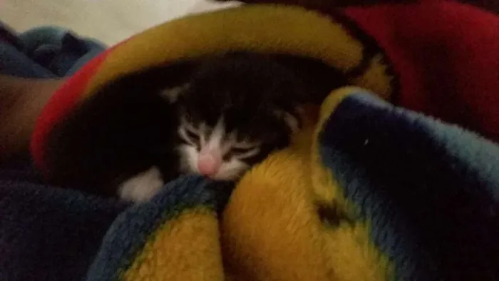 Gato ra a Não sei idade Abaixo de 2 meses nome Não dei um nome aind