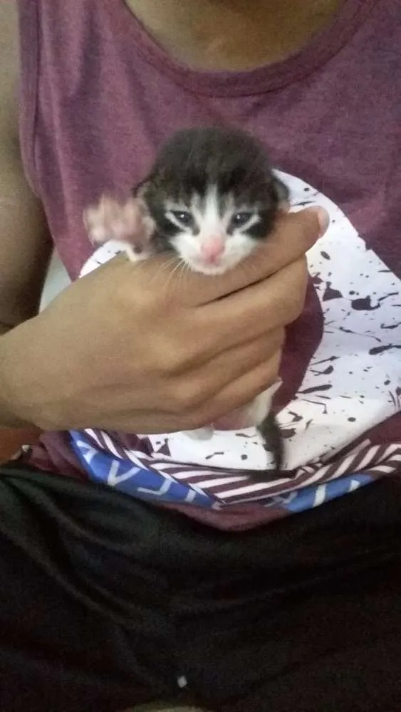Gato ra a Não sei idade Abaixo de 2 meses nome Não dei um nome aind