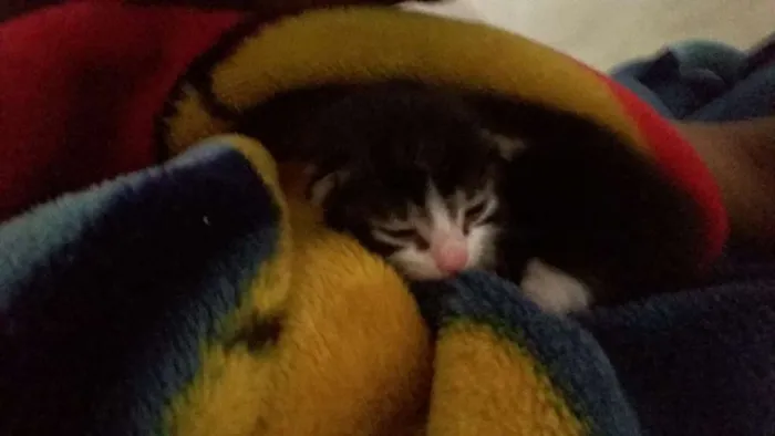 Gato ra a Não sei idade Abaixo de 2 meses nome Não dei um nome aind