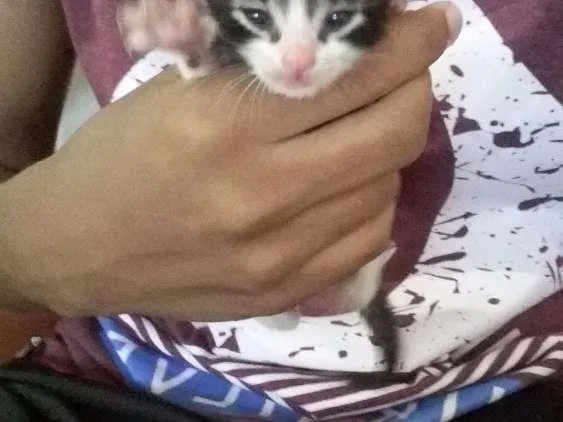 Gato ra a Não sei idade Abaixo de 2 meses nome Não dei um nome aind
