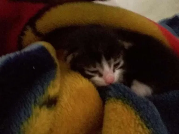 Gato ra a Não sei idade Abaixo de 2 meses nome Não dei um nome aind