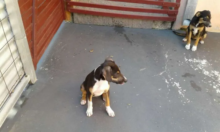 Cachorro ra a Não definido idade 2 a 6 meses nome Não definido