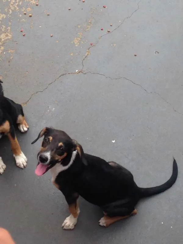Cachorro ra a Não definido idade 2 a 6 meses nome Não definido