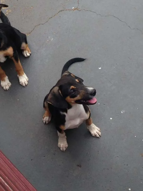 Cachorro ra a Não definido idade 2 a 6 meses nome Não definido