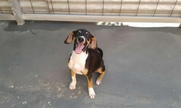 Cachorro ra a Não definido idade 2 a 6 meses nome Não definido