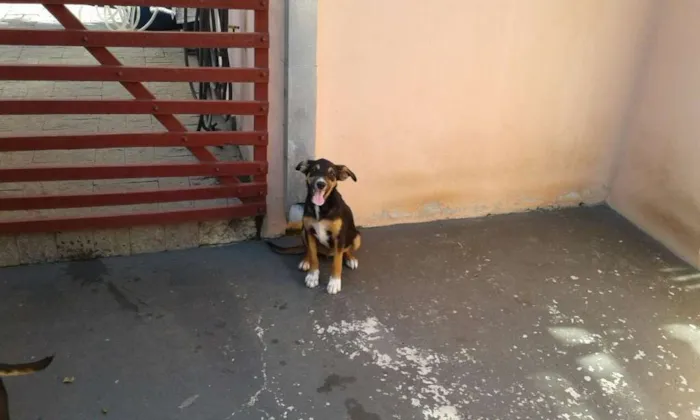 Cachorro ra a Não definido idade 2 a 6 meses nome Não definido