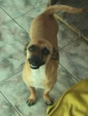 Cachorro raça indefinida  idade 3 anos nome Sem nome