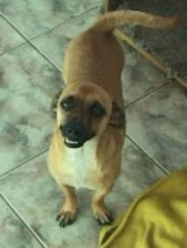 Cachorro ra a indefinida  idade 3 anos nome Sem nome