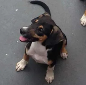 Cachorro raça Não definido idade 2 a 6 meses nome Não definido