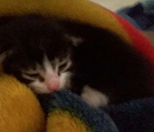 Gato ra a Não sei idade Abaixo de 2 meses nome Não dei um nome aind