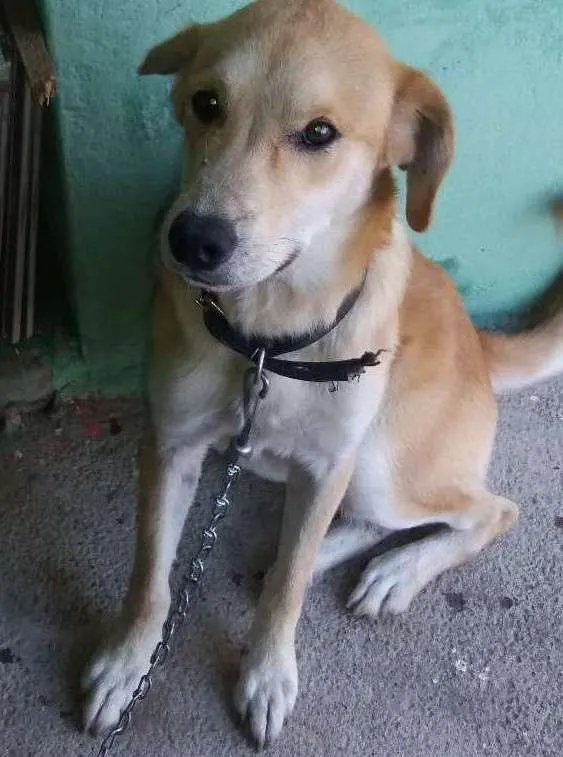 Cachorro ra a Sem raça definida idade 7 a 11 meses nome Amarelo