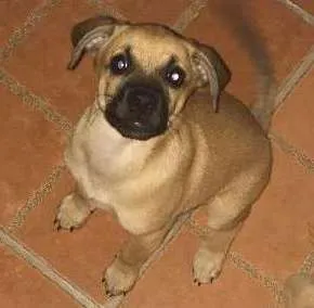 Cachorro raça Vira lata idade 2 a 6 meses nome Truco