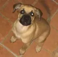 Truco