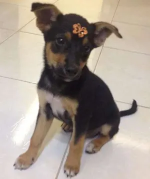 Cachorro raça Indefinida idade Abaixo de 2 meses nome Bebel