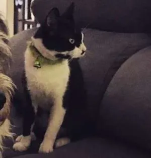 Gato raça SRD idade 7 a 11 meses nome Cruela